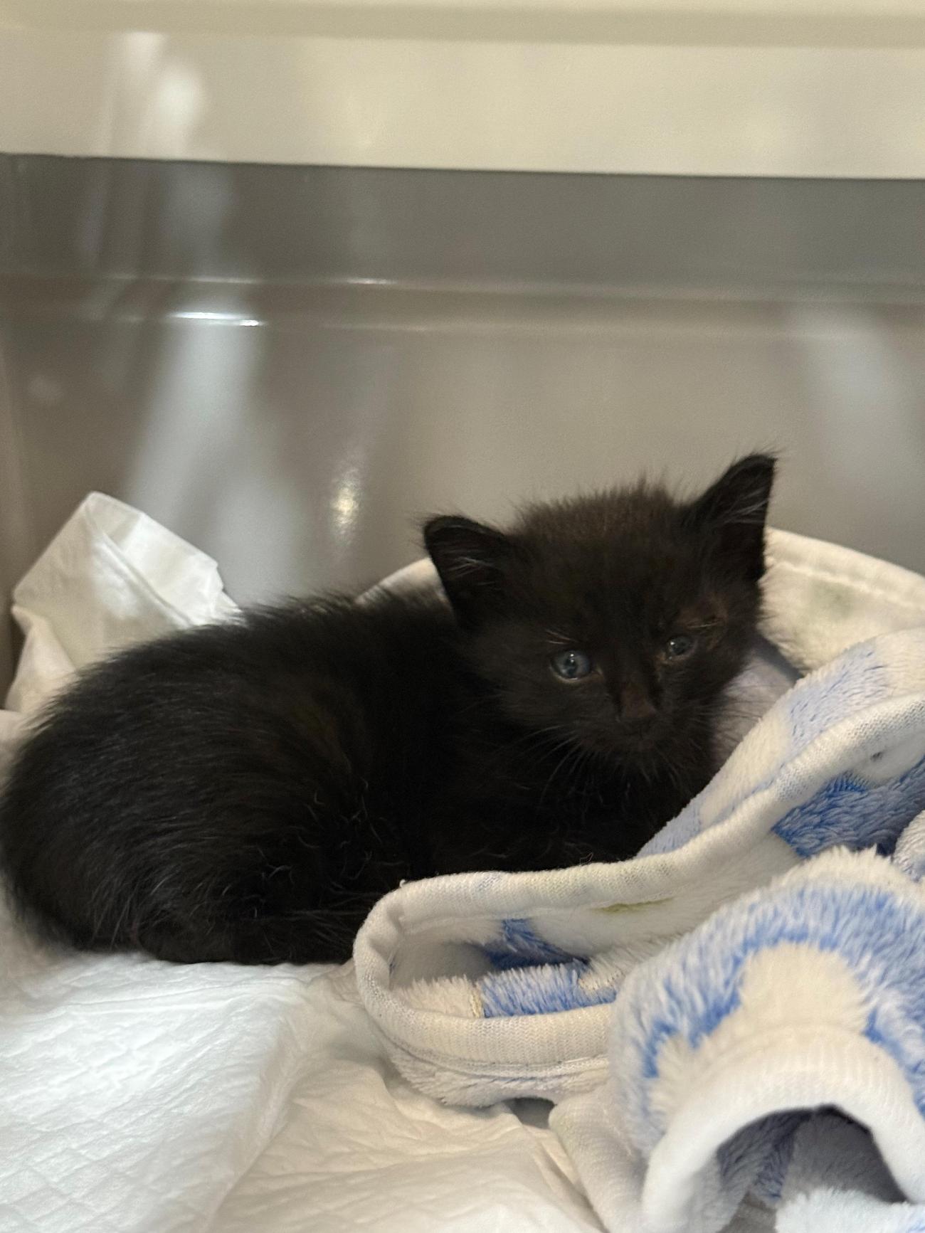 종료(입양) 한국 …